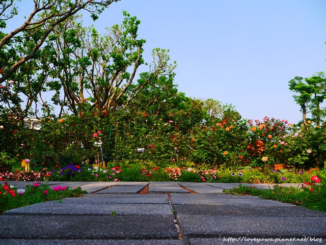 台北花博新生玫瑰園