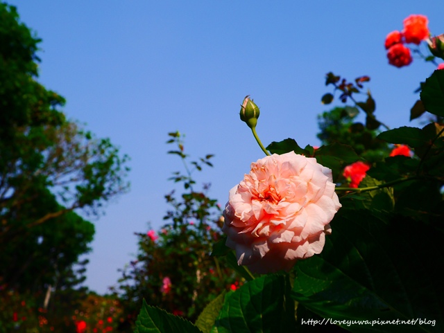 台北花博新生玫瑰園