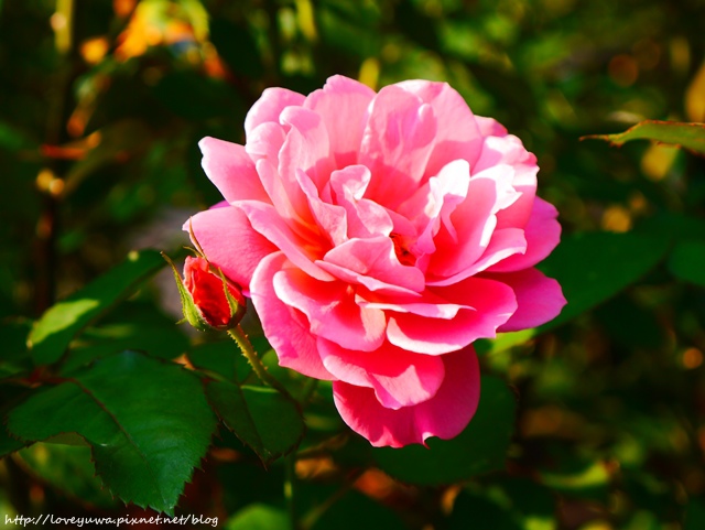 台北花博新生玫瑰園