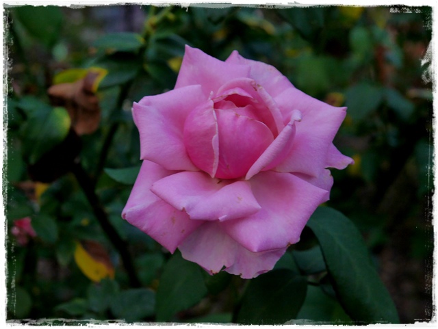 臺北玫瑰園秋季玫瑰展