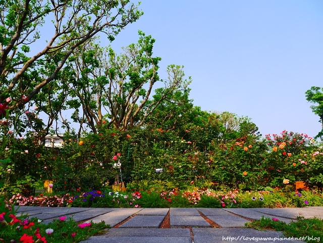台北花博新生玫瑰園
