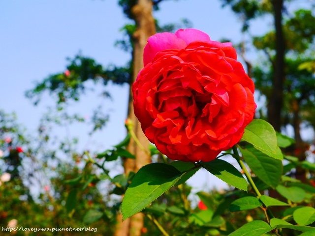 台北花博新生玫瑰園