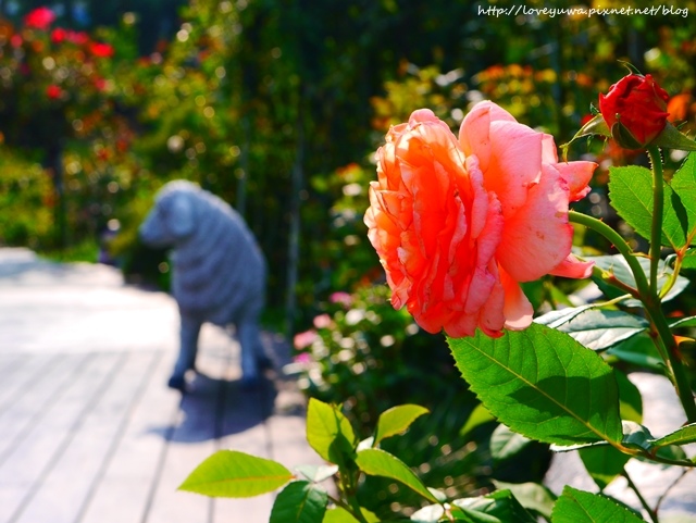 台北花博新生玫瑰園