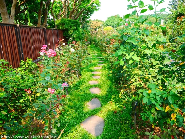 台北花博新生玫瑰園