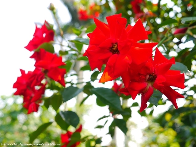 台北花博新生玫瑰園