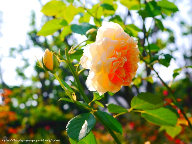 台北花博新生玫瑰園