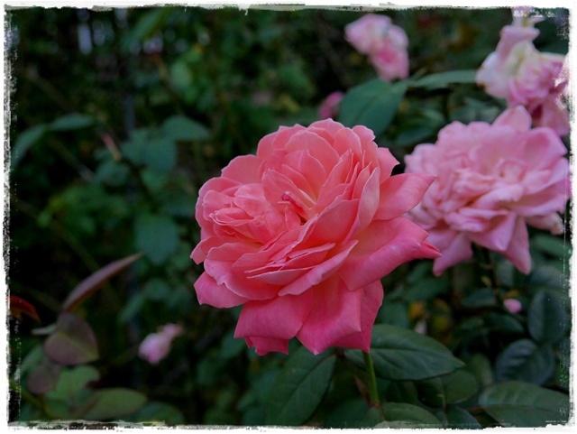 臺北玫瑰園秋季玫瑰展