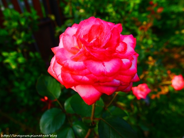 台北花博新生玫瑰園