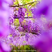 紫藤咖啡園淡水天元宮紫藤秘境