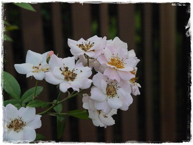 臺北玫瑰園秋季玫瑰展