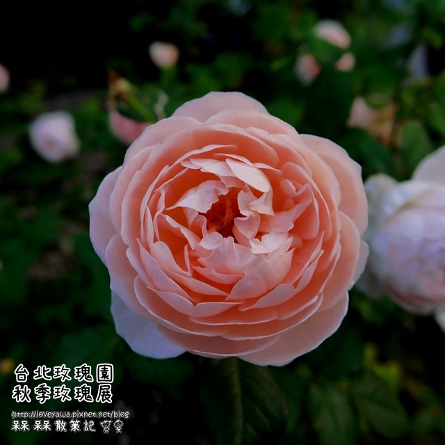 臺北玫瑰園秋季玫瑰展