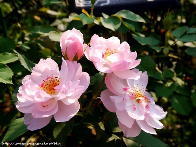 台北花博新生玫瑰園