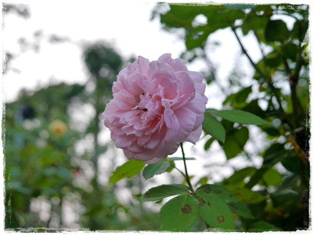 臺北玫瑰園秋季玫瑰展