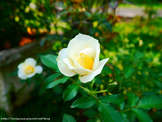 台北花博新生玫瑰園
