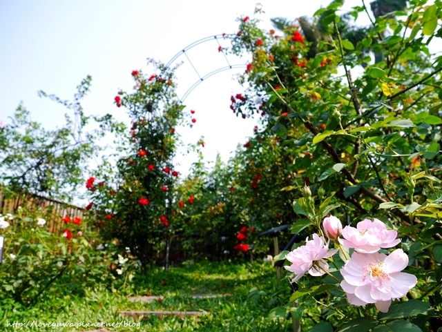 台北花博新生玫瑰園
