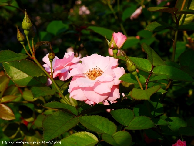 台北花博新生玫瑰園