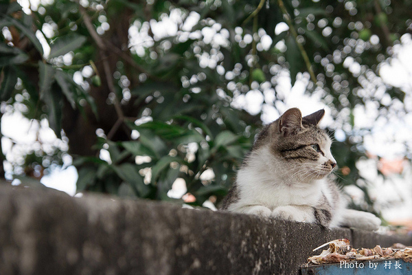 貓居手作料理:【食記】{屏東。東港鎮}無菜單的五星級貓居。手作料理