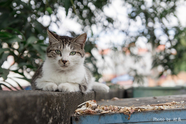 貓居手作料理:【食記】{屏東。東港鎮}無菜單的五星級貓居。手作料理