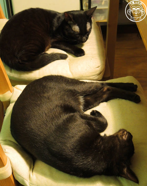 甦活零工坊：呷飽祙【台北大安･甦活零工坊】你是貓派還是狗派呢？