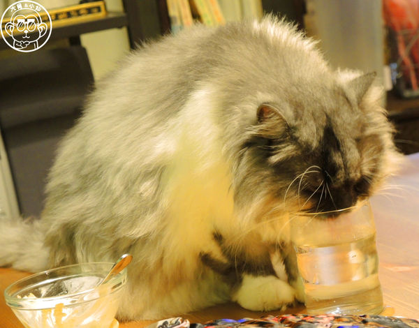 甦活零工坊：呷飽祙【台北大安･甦活零工坊】你是貓派還是狗派呢？