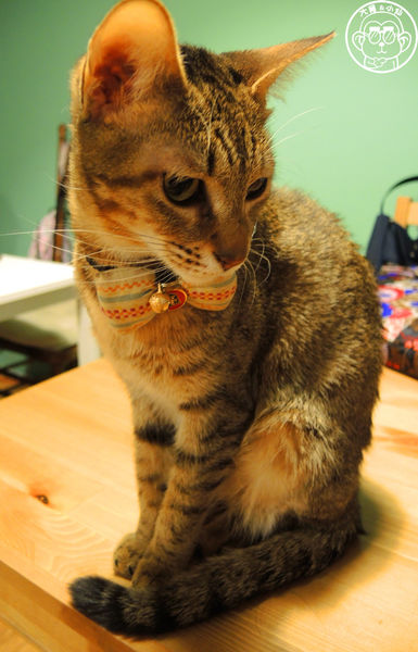 甦活零工坊：呷飽祙【台北大安･甦活零工坊】你是貓派還是狗派呢？