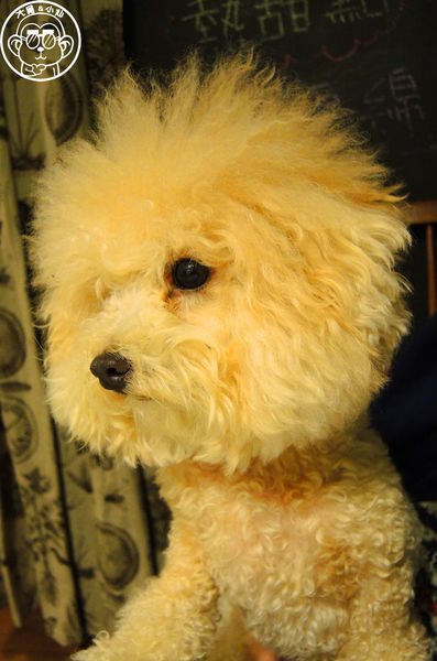 甦活零工坊：呷飽祙【台北大安･甦活零工坊】你是貓派還是狗派呢？