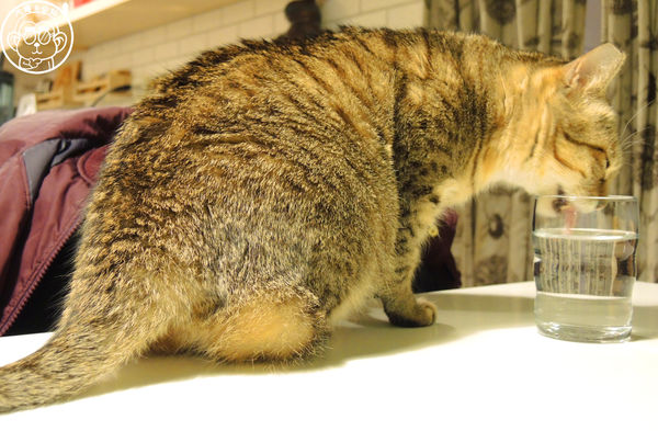 甦活零工坊：呷飽祙【台北大安･甦活零工坊】你是貓派還是狗派呢？