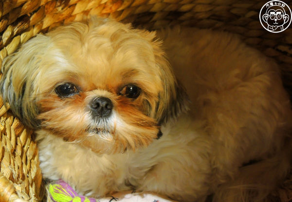 甦活零工坊：呷飽祙【台北大安･甦活零工坊】你是貓派還是狗派呢？