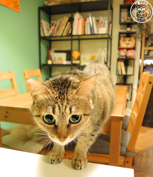 甦活零工坊：呷飽祙【台北大安･甦活零工坊】你是貓派還是狗派呢？