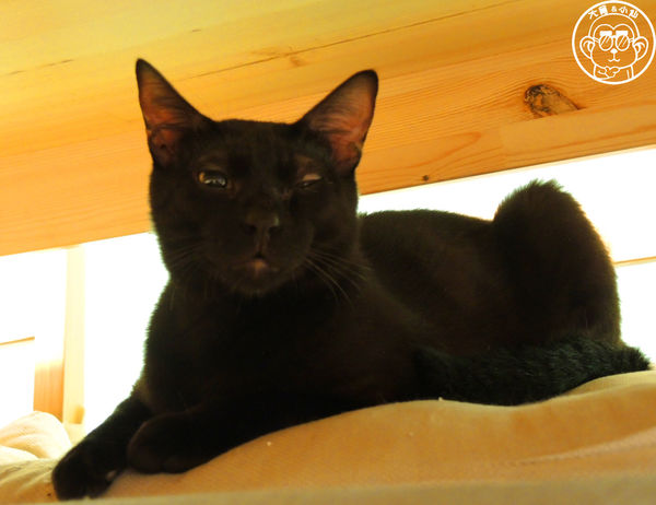 甦活零工坊：呷飽祙【台北大安･甦活零工坊】你是貓派還是狗派呢？