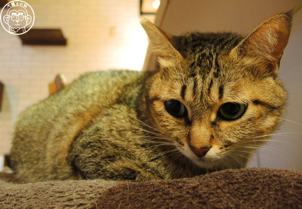 甦活零工坊：呷飽祙【台北大安･甦活零工坊】你是貓派還是狗派呢？