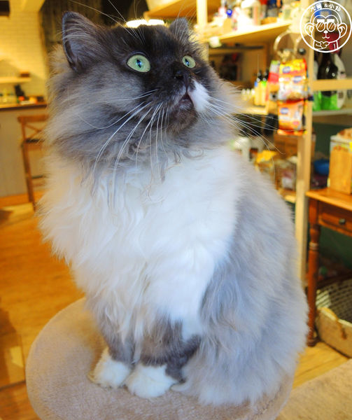 甦活零工坊：呷飽祙【台北大安･甦活零工坊】你是貓派還是狗派呢？