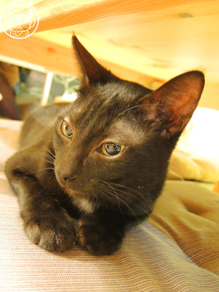 甦活零工坊：呷飽祙【台北大安･甦活零工坊】你是貓派還是狗派呢？