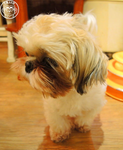 甦活零工坊：呷飽祙【台北大安･甦活零工坊】你是貓派還是狗派呢？