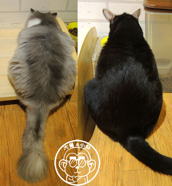 甦活零工坊：呷飽祙【台北大安･甦活零工坊】你是貓派還是狗派呢？