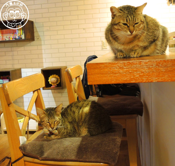 甦活零工坊：呷飽祙【台北大安･甦活零工坊】你是貓派還是狗派呢？