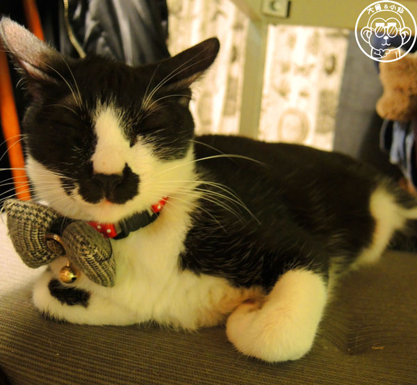 甦活零工坊：呷飽祙【台北大安･甦活零工坊】你是貓派還是狗派呢？