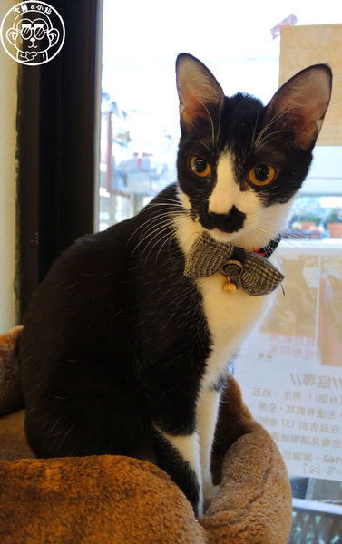 甦活零工坊：呷飽祙【台北大安･甦活零工坊】你是貓派還是狗派呢？