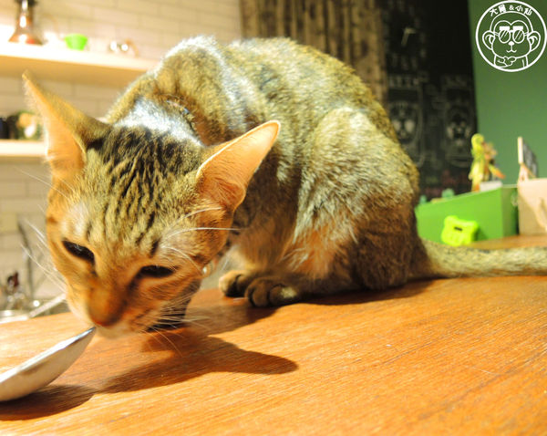 甦活零工坊：呷飽祙【台北大安･甦活零工坊】你是貓派還是狗派呢？