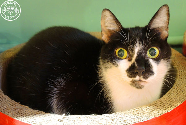 甦活零工坊：呷飽祙【台北大安･甦活零工坊】你是貓派還是狗派呢？