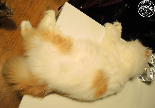 甦活零工坊：呷飽祙【台北大安･甦活零工坊】你是貓派還是狗派呢？