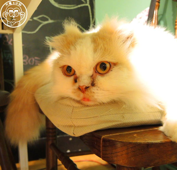 甦活零工坊：呷飽祙【台北大安･甦活零工坊】你是貓派還是狗派呢？