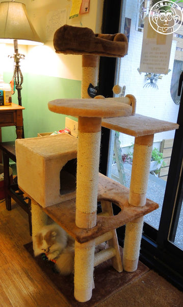 甦活零工坊：呷飽祙【台北大安･甦活零工坊】你是貓派還是狗派呢？