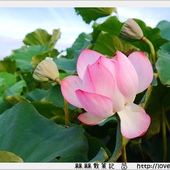 三峽大寮茶文館:【新北◍•ᴗ•◍三峽】大寮茶文館-日式建築喫茶館|一秒到日本,賞楓喫茶趣