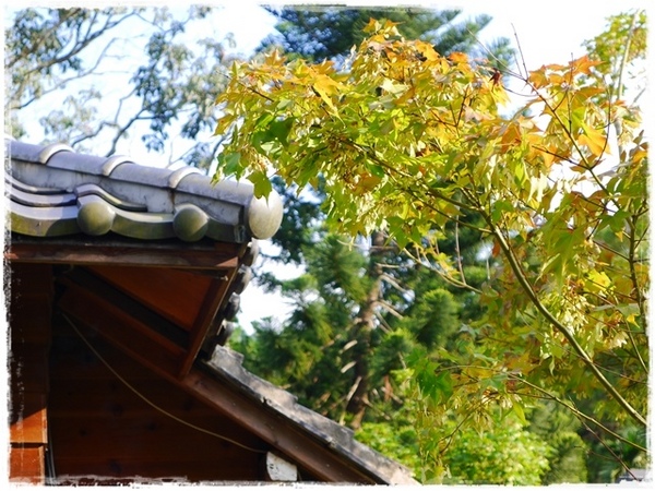 三峽大寮茶文館:【新北◍•ᴗ•◍三峽】大寮茶文館-日式建築喫茶館|一秒到日本,賞楓喫茶趣