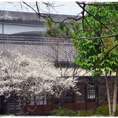 三峽大寮茶文館:【新北◍•ᴗ•◍三峽】大寮茶文館-日式建築喫茶館|一秒到日本,賞楓喫茶趣