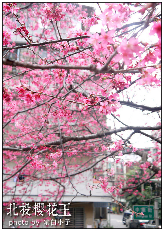 北投櫻花王 10
