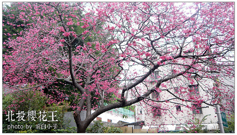 北投櫻花王 07