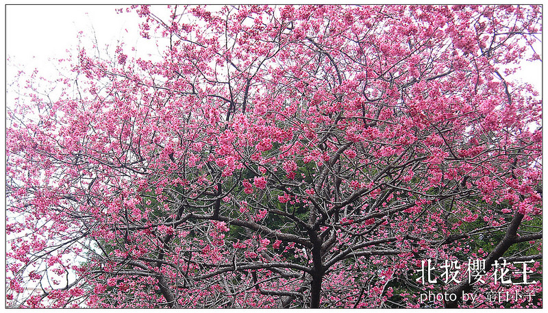 北投櫻花王 06