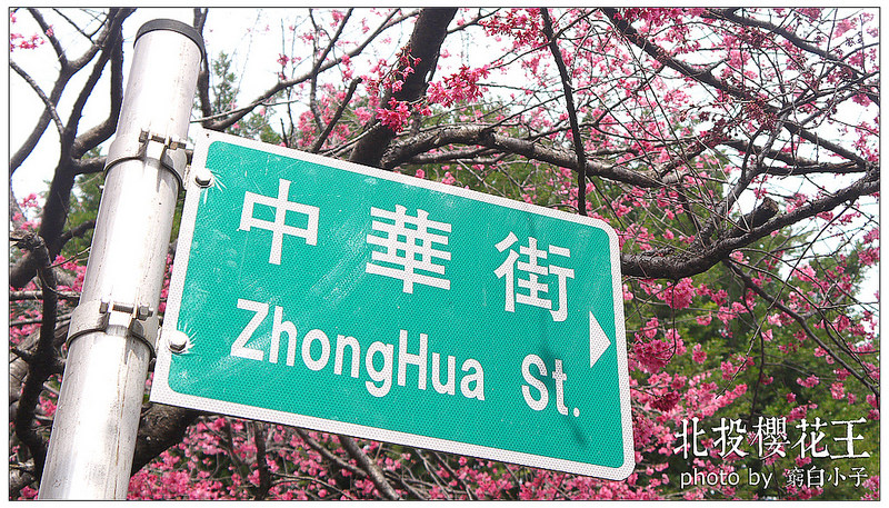北投櫻花王 13